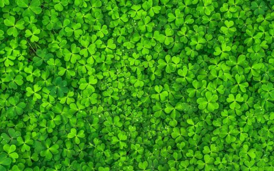 Glückstag und Glücksmomente: Vierblättriges Kleeblatt als Glückssymbol.