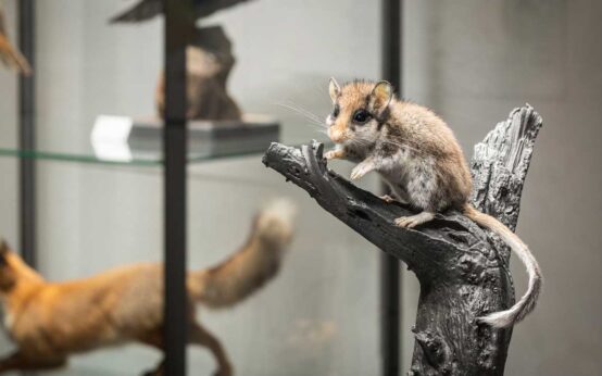 Deutschlands Panda Der Gartenschläfer Studienausstellung Museum Wiesbaden/Bernd Fickert 2021