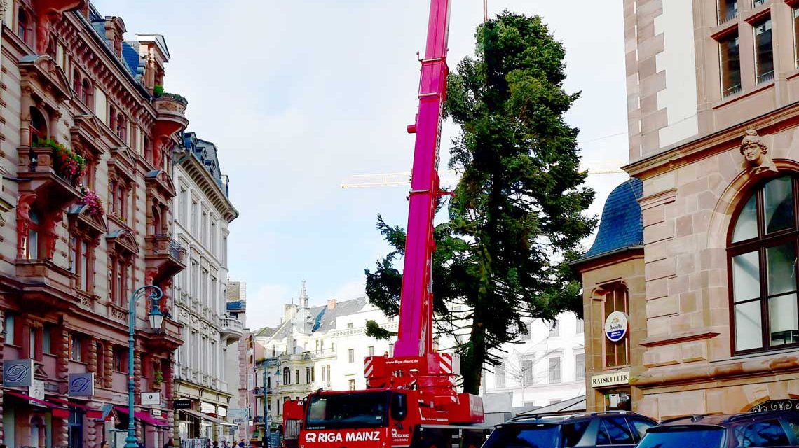 Wiesbadens Weihnachtsbaum wird aufgestellt