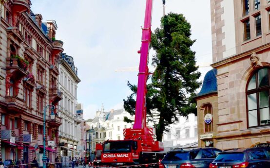 Wiesbadens Weihnachtsbaum wird aufgestellt