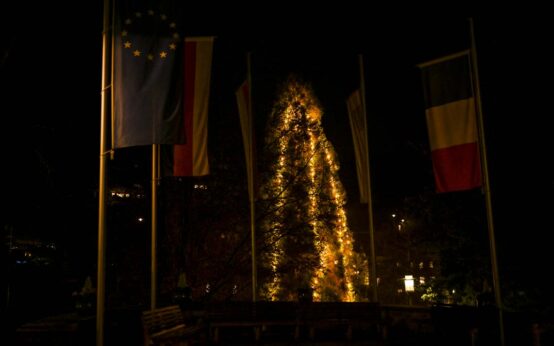 Der Mammutbaum im Schlangebader Kurpark leuchtet weihnachtlich