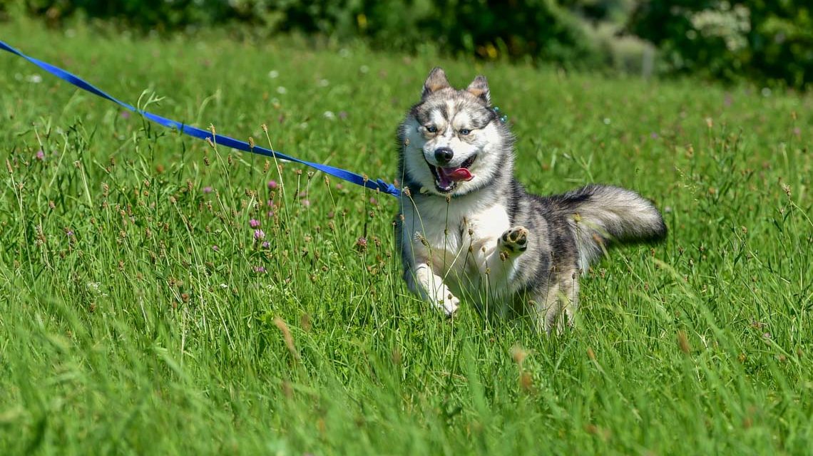 Hund und Hundesteuer
