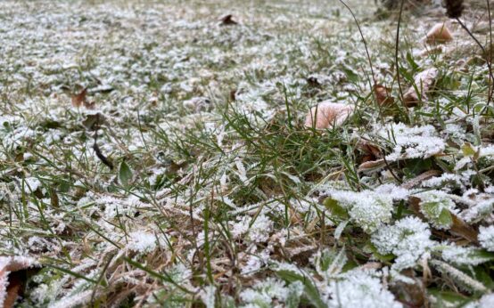 Raureif auf Rasen, außer eiskalten Nächten hatte der Dezember nichts winterliches zu bieten.