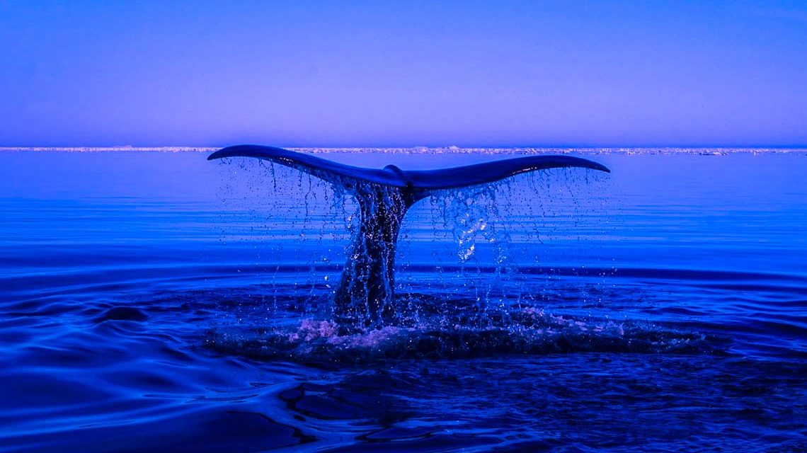 Walfischflosse im Meer