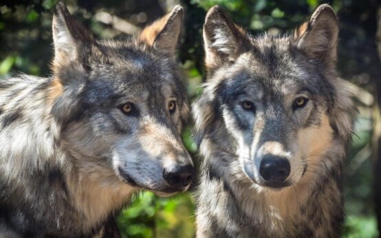 Wölfe in der Fasanerie, Fasanerie for Future