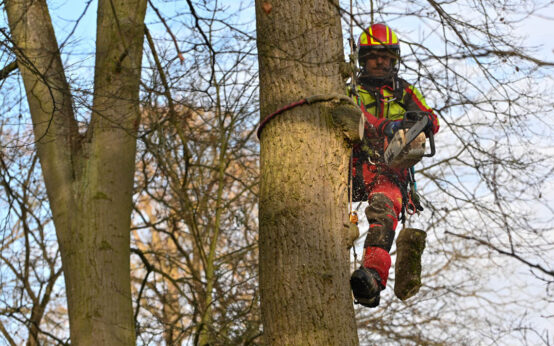 Mann hängt im Baum und schneidet diesen zurück.