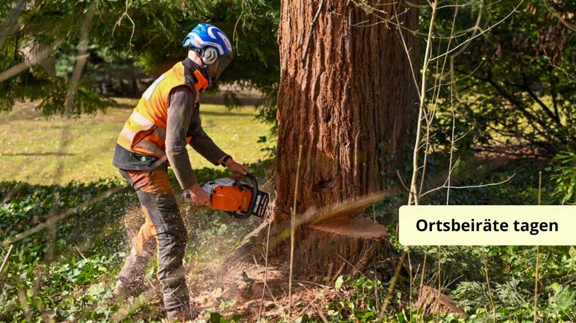 Tempo 30, Mann fällt Baum