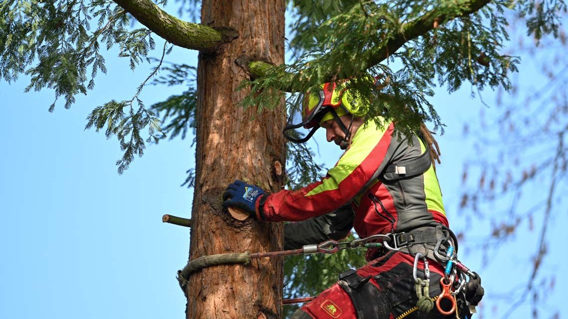 Ein Mitarbeiter der Baumschule hängt im Baum und arbeitet von oben nach unten mit der Motorsäge.