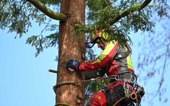 Ein Mitarbeiter der Baumschule hängt im Baum und arbeitet von oben nach unten mit der Motorsäge.