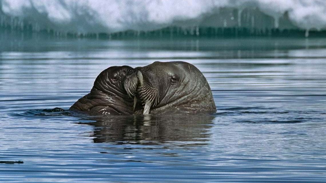 Unsere Erde: Zwei Seehunde küssen sich im eiskalten Wasser.
