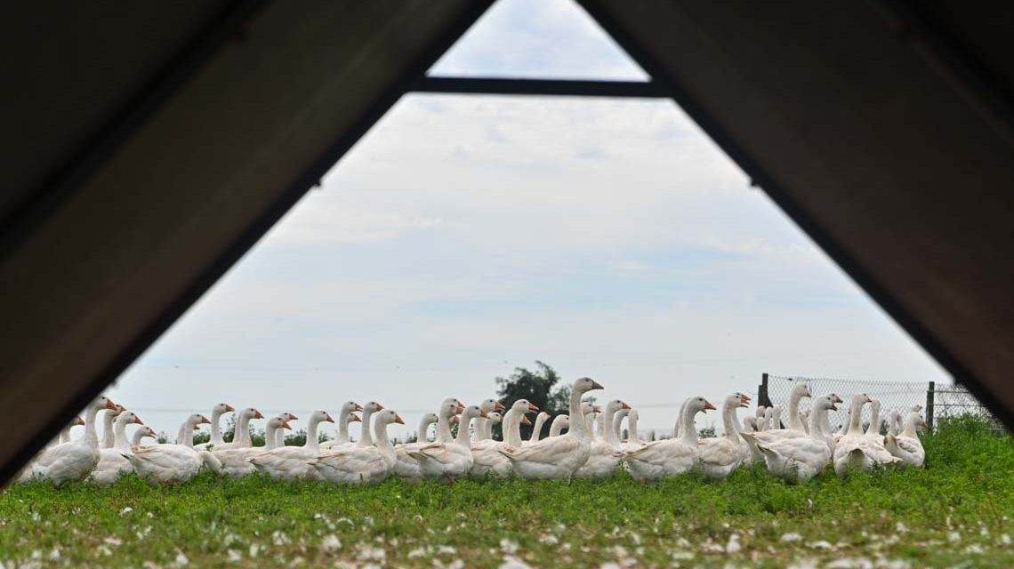 Jugendwerkstatt, Rund 1000 Gänse warten hier auf Sankt Martin und Weihnachten. Foto: Volker Watschounek