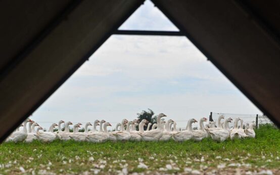 Jugendwerkstatt, Rund 1000 Gänse warten hier auf Sankt Martin und Weihnachten. Foto: Volker Watschounek