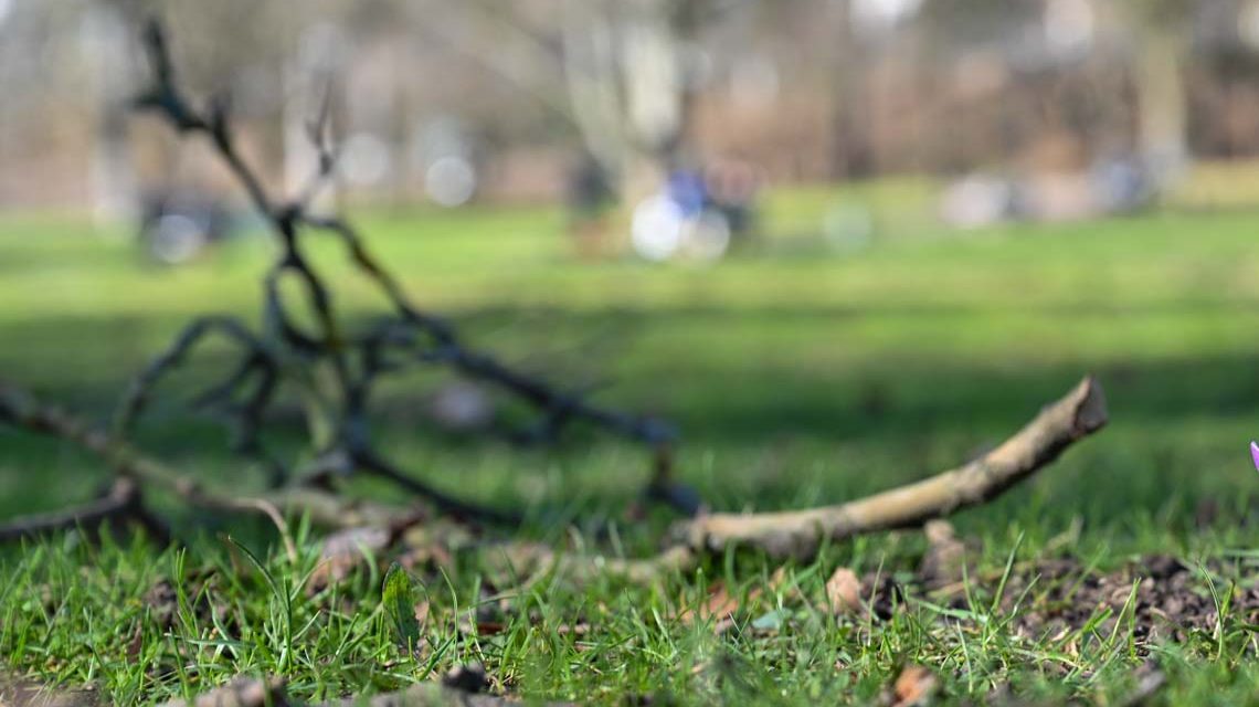 Aufräumarbeiten : Überall liegen Äste am Boden. Der Sturm hat seine Spuren hinterlassen. ©2021 Volker Watschounek