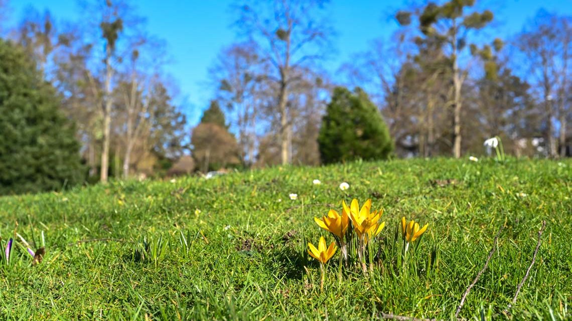Gelbe Krokusse, Frühlingserwachen im Kurpark Wiesbaden.