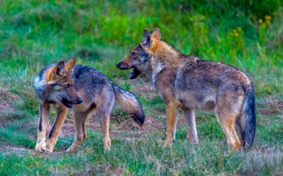 Zwei Wölfe in der freien Natur.