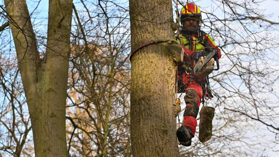 Baumpflege im Stadtgebiet