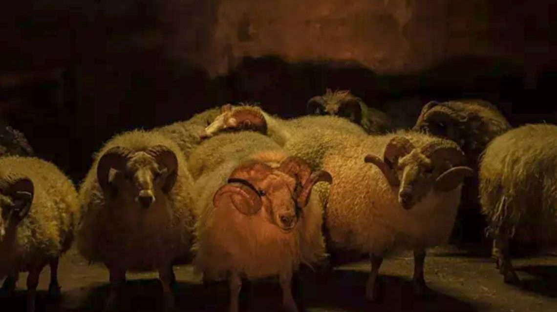 Lamb (2021) von Valdimar Jóhannsson ©Koch Films