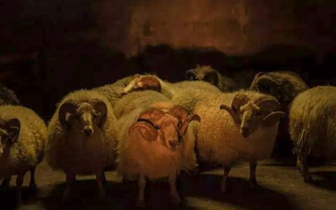 Lamb (2021) von Valdimar Jóhannsson ©Koch Films