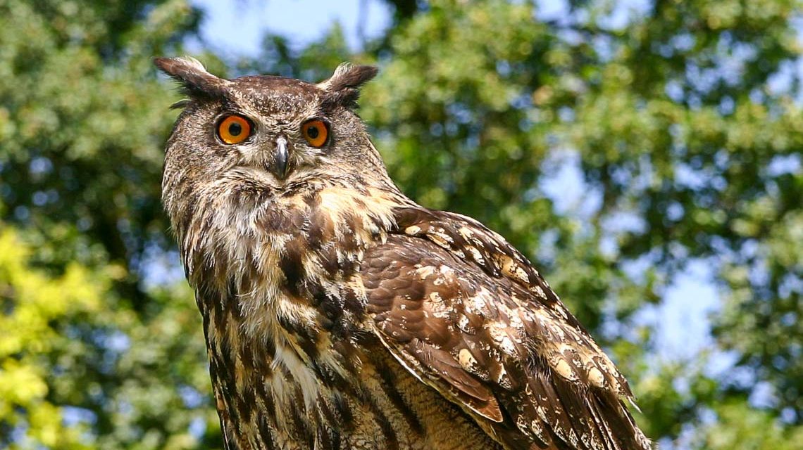 Ein Uhu sitzt, steht auf einem Ast