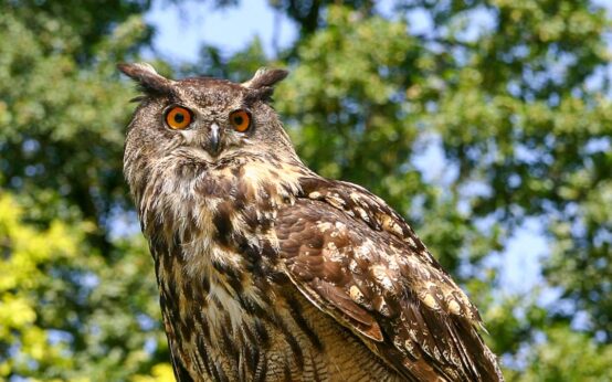 Ein Uhu sitzt, steht auf einem Ast