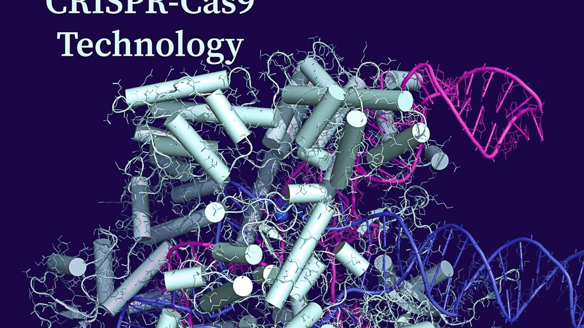 Cas9 in complex with sgRNA and target DNA.