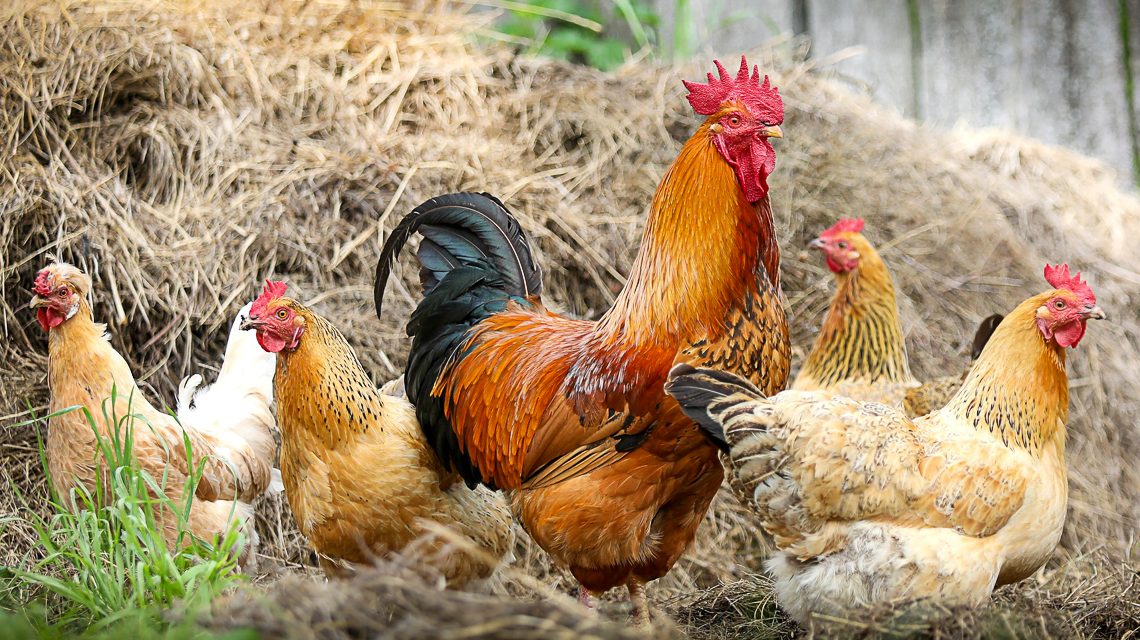 die Legehenne war in den letzten Monaten wieder sehr fleißig