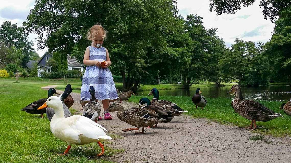 Kind füttert Enten