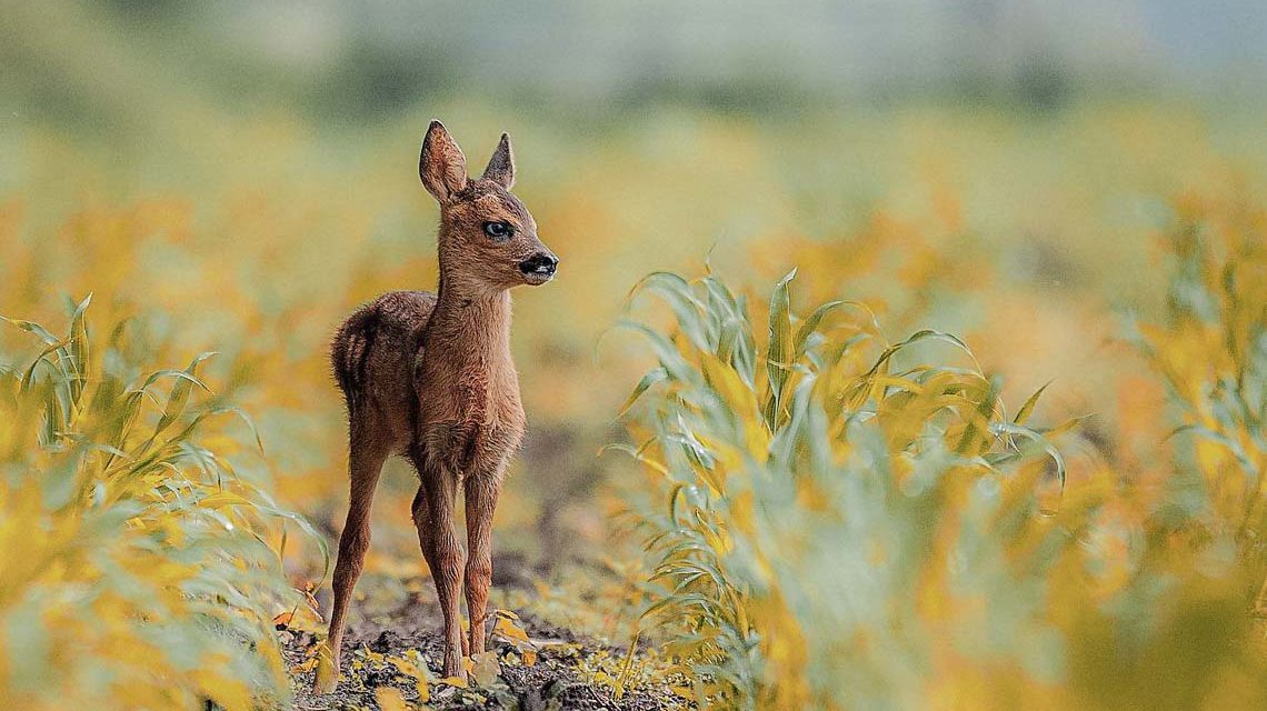Tier- und Pflanzenpark: Junges Reh auf der Wiese