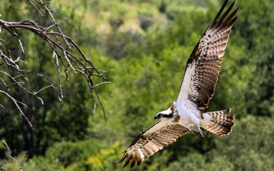 Bussard-Attaken sind jetzt möglich.