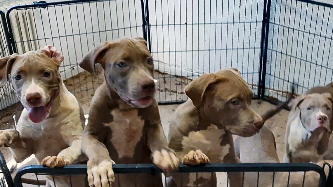 Veterinäramt und Ordnungsamt stellen Welpen sicher