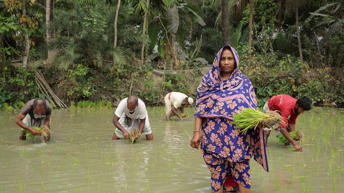 Aklima Begum pflanzt Reissetzlinge auf ihrem eigenen Land in Charlathimara, Bangladesch. Durch den Projektpartner Christian Commission for Development in Bangladesh (CCDB) erhalten die Familien, welche von Wirbelstürmen und Flutwellen bedroht sind, salzresistentes Saatgut sowie Material zur Kompostherstellung