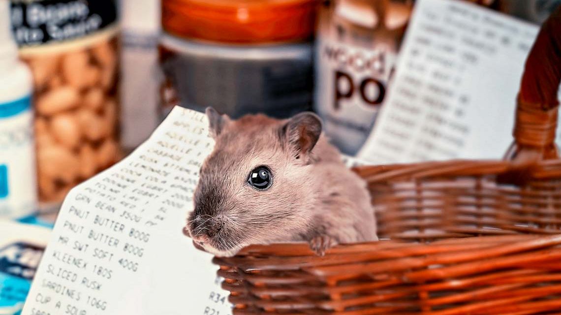 Hamsterkauf, Pepper haben Deutschland erreicht