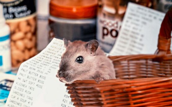 Hamsterkauf, Pepper haben Deutschland erreicht