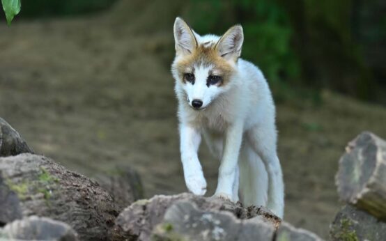Fuchs-Fütterung, der Fuchs hier wittert noch seine Nahrung in der Fasanerie Wiesbaden.