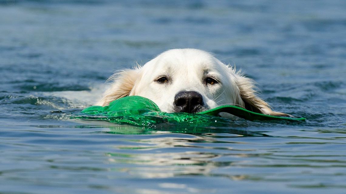 Hundeschwimmen