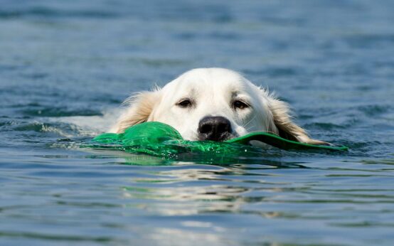 Hundeschwimmen