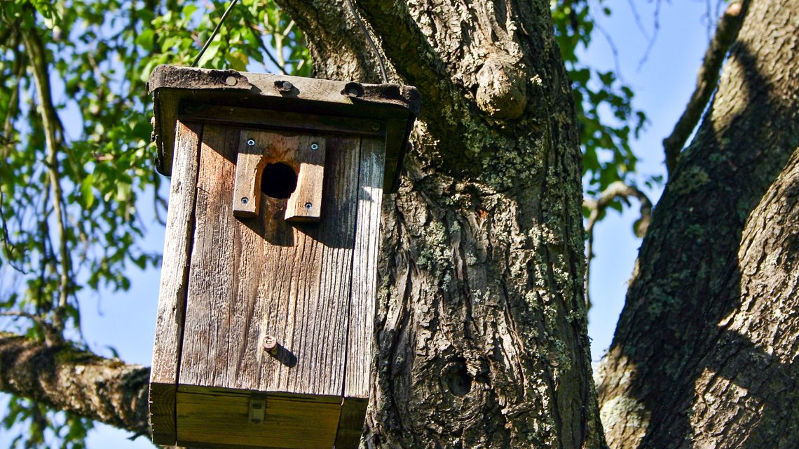 Kostenfreie Nistkästen im Umweltladen erhältlich