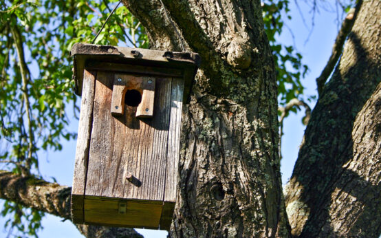 Kostenfreie Nistkästen im Umweltladen erhältlich