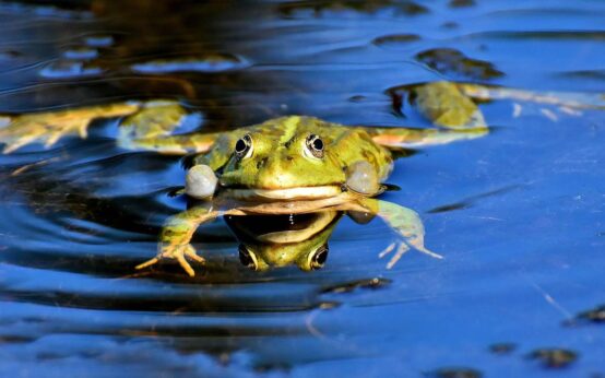 Frosch in der Fasanerie