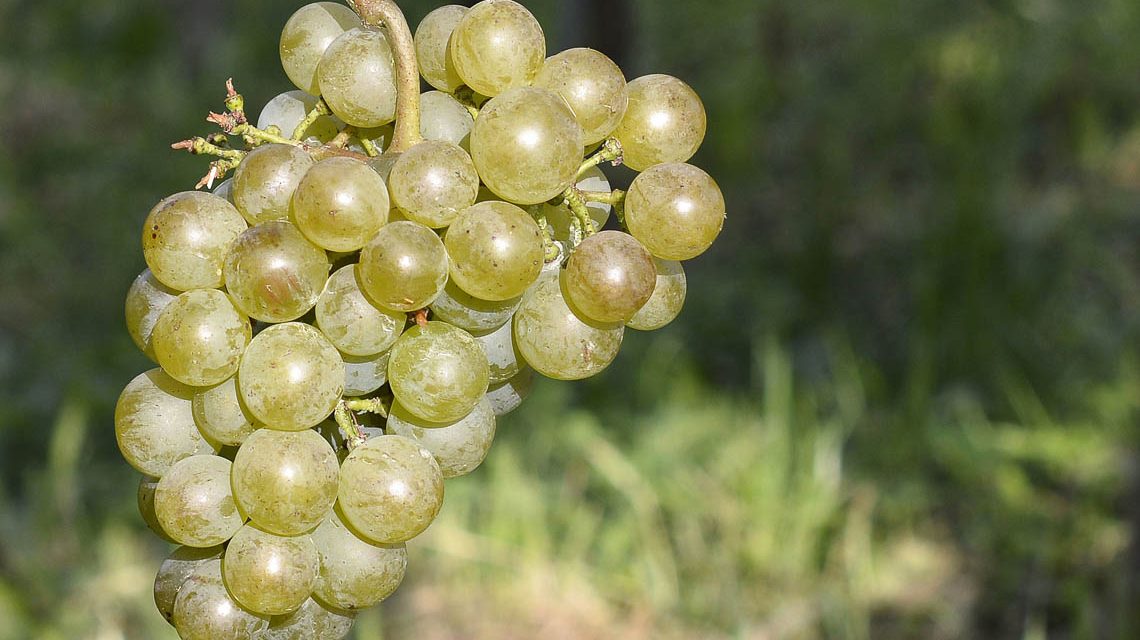 Slow Food in Weinanbau, Rebsorten neue alte Trauben