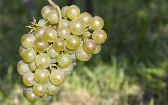 Slow Food in Weinanbau, Rebsorten neue alte Trauben