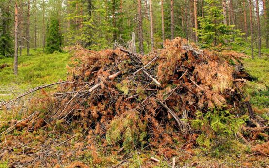 Reisig aus dem Stadtwald