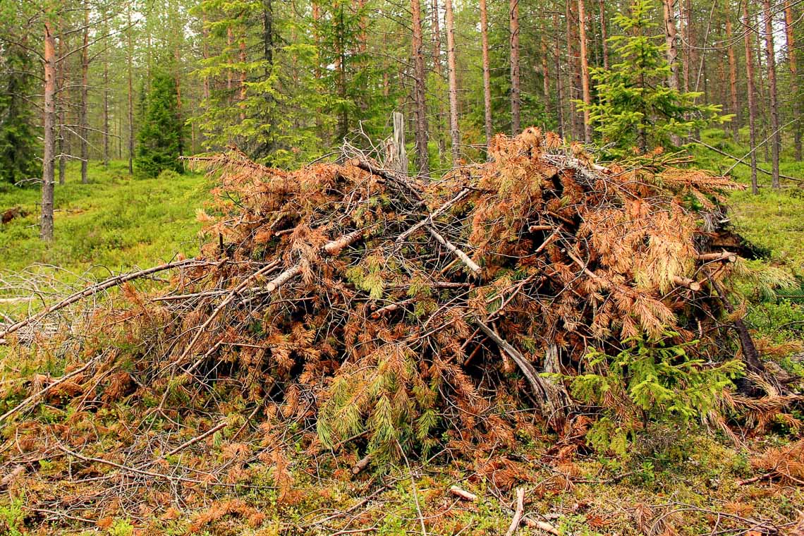 Reisig-aus-dem-Stadtwald-Der-Zauber-von-nat-rlichem-Gr-n