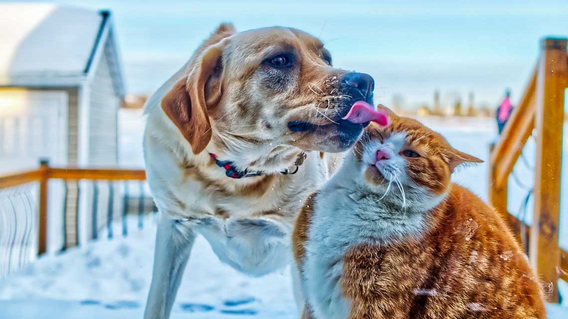 Hund und Katze müssen nicht kämpfen,