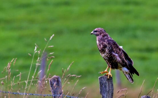 Ein Mäusebussard sitzt auf einen Pfahl.