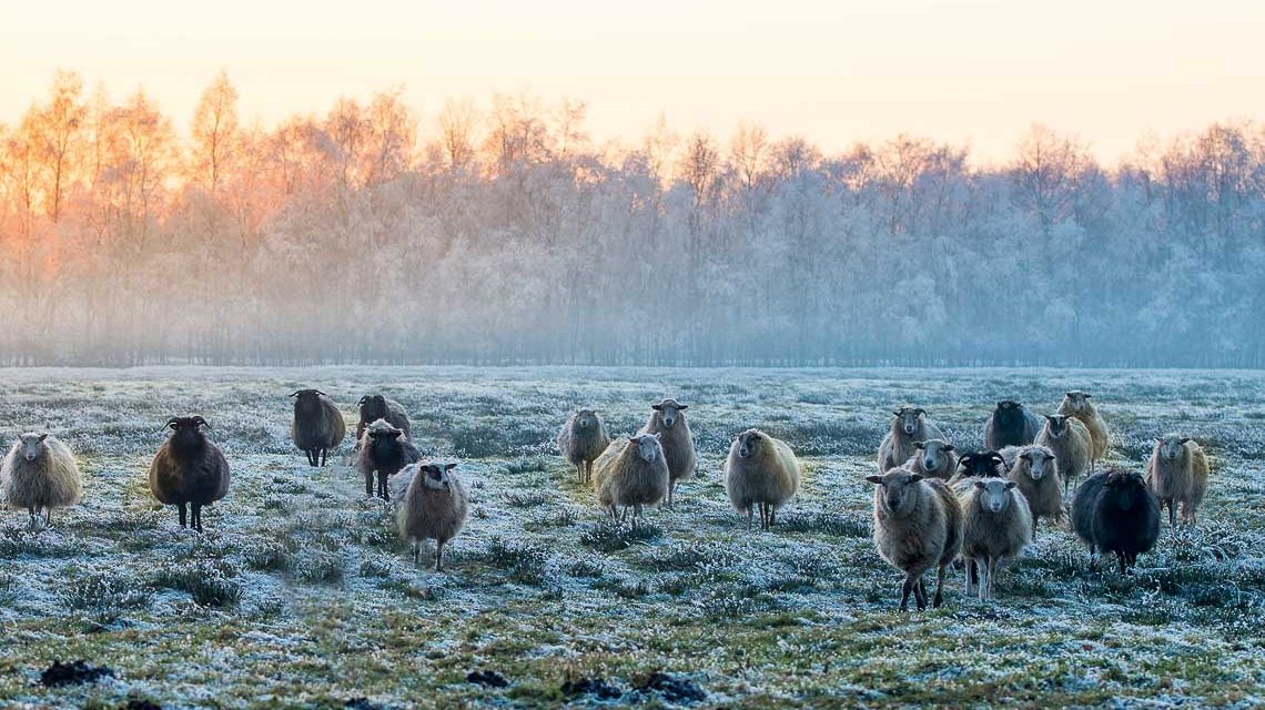 Schafe auf der Weide. Deutlich ist Bodenfrost zu erkennen.