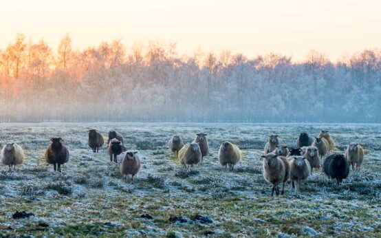 Schafe auf der Weide. Deutlich ist Bodenfrost zu erkennen.