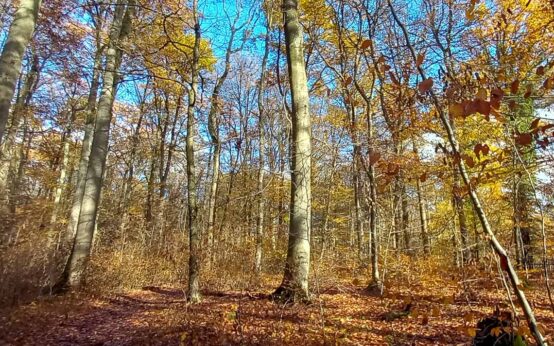 Mensch-Natur-Kultur 2023, Stadtwald Wiesbaden