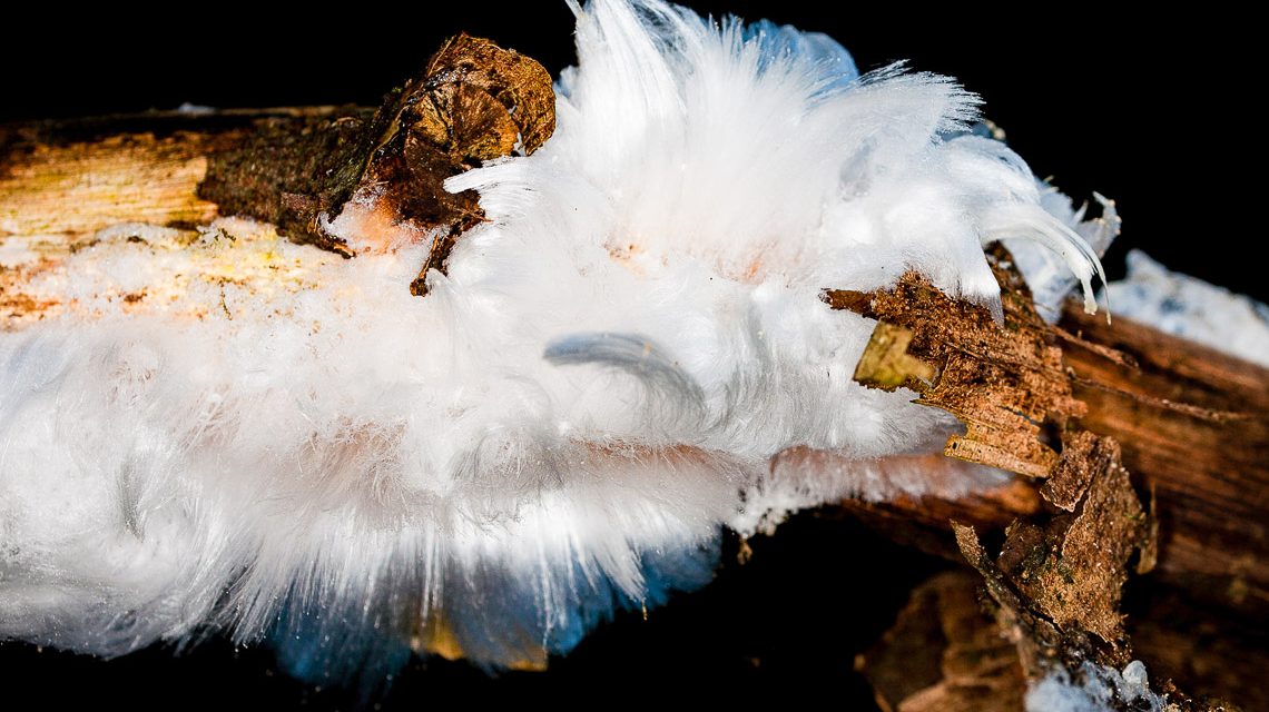 Haareis – ein geheimnisvolles Kunstwerk der Natur. Es bildet sich nur bei Temperaturen minimal unter 0 Grad, wenn es zuvor geregnet hat oder es sehr feucht war und wenn es windstill ist. Quelle: Shutterstock / Wetter online