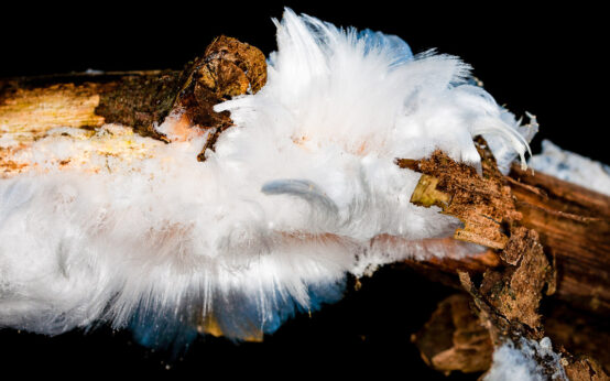 Haareis – ein geheimnisvolles Kunstwerk der Natur. Es bildet sich nur bei Temperaturen minimal unter 0 Grad, wenn es zuvor geregnet hat oder es sehr feucht war und wenn es windstill ist. Quelle: Shutterstock / Wetter online